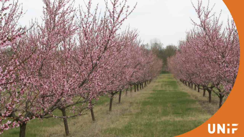 Садоводческая инженерия в Венгрии